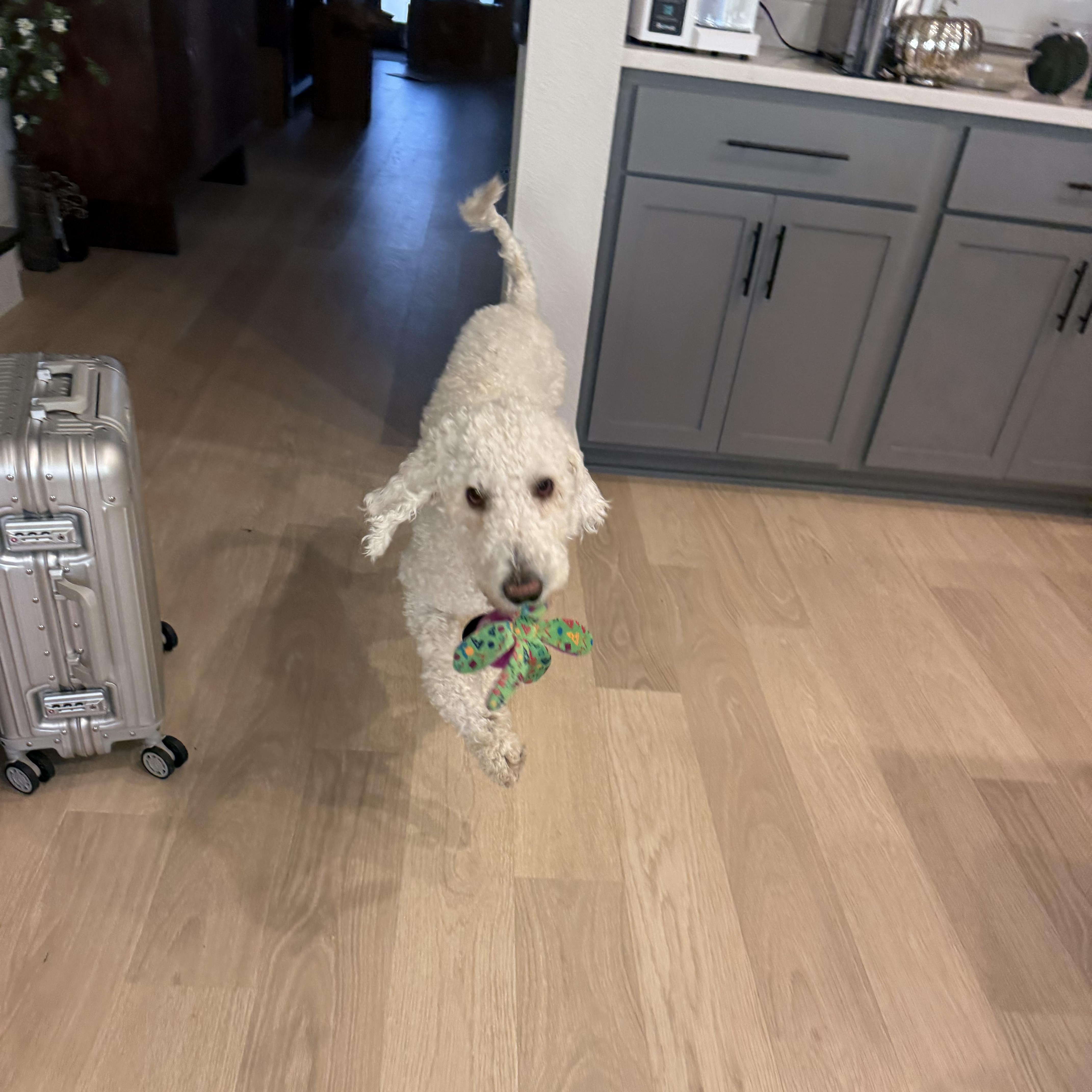 Enlarge Shay, an adopted Poodle in Austin, TX image 5/5