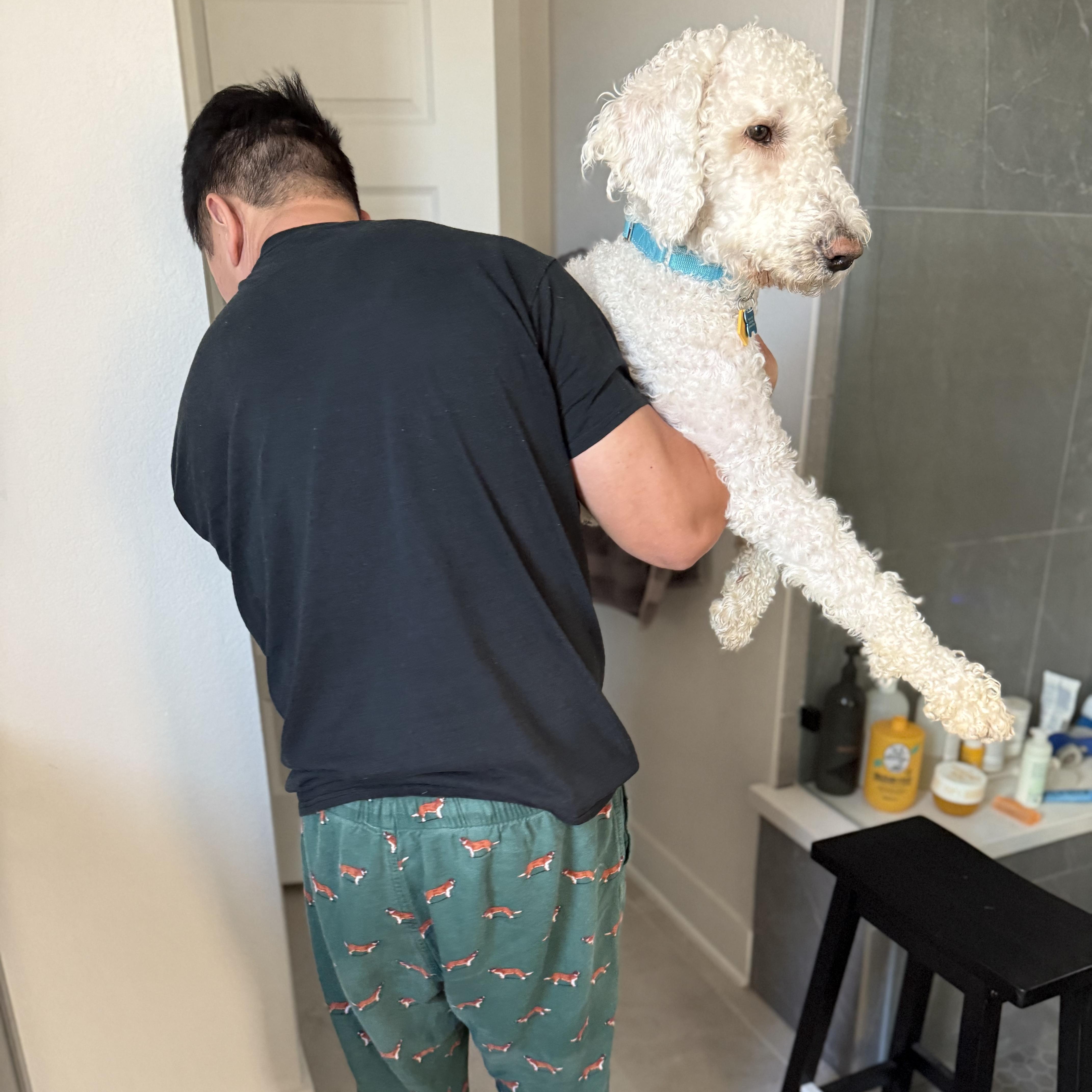 Enlarge Shay, an adopted Poodle in Austin, TX image 2/5