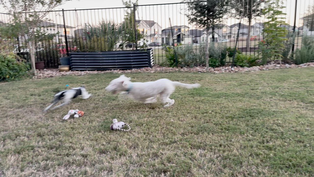 Enlarge Shay, an adopted Poodle in Austin, TX video 4/5