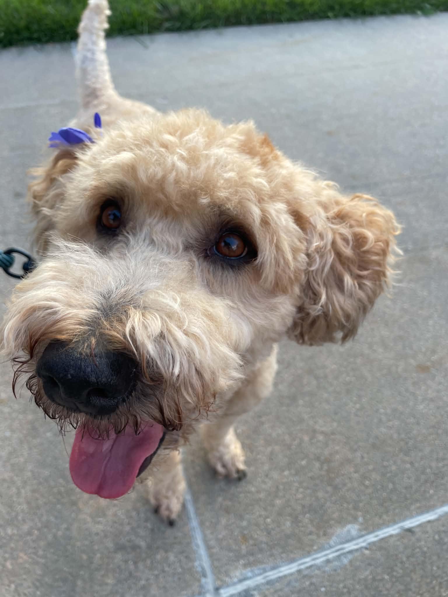 Taffy, Adopted, Adult Female Wheaten Terrier.