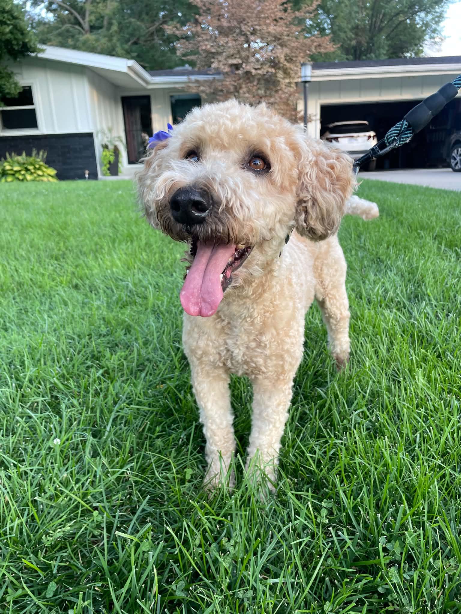 Enlarge Taffy, a Adopted Wheaten Terrier in Omaha, NE image 2/5