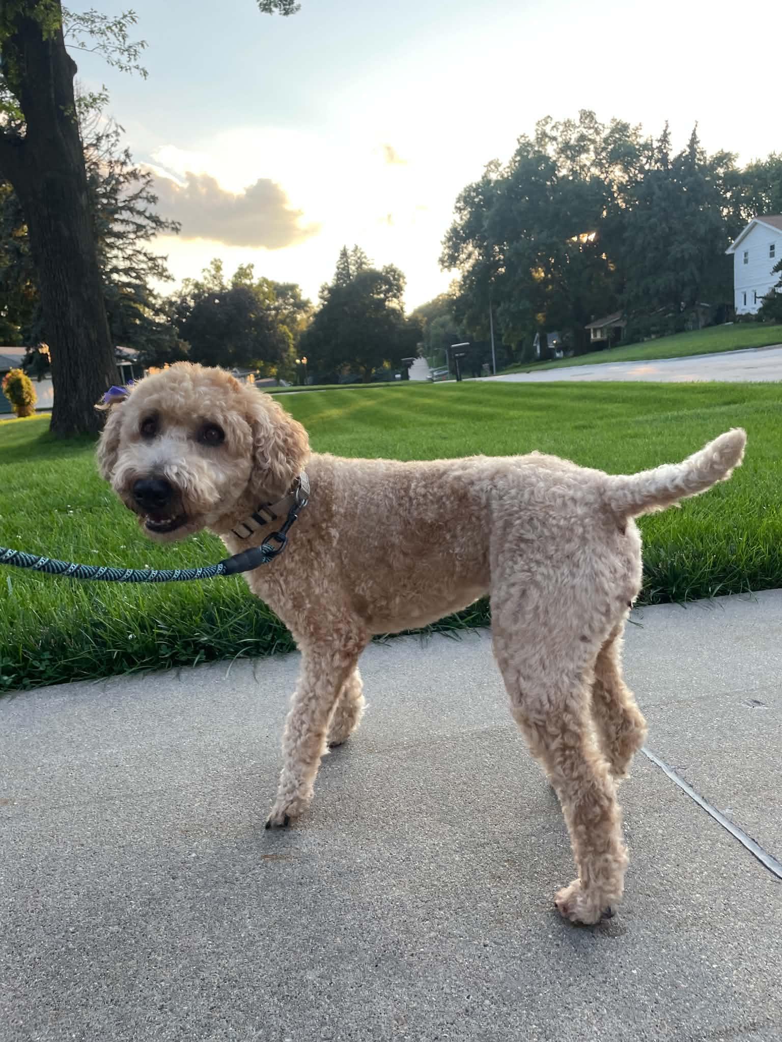 Enlarge Taffy, a Adopted Wheaten Terrier in Omaha, NE image 5/5