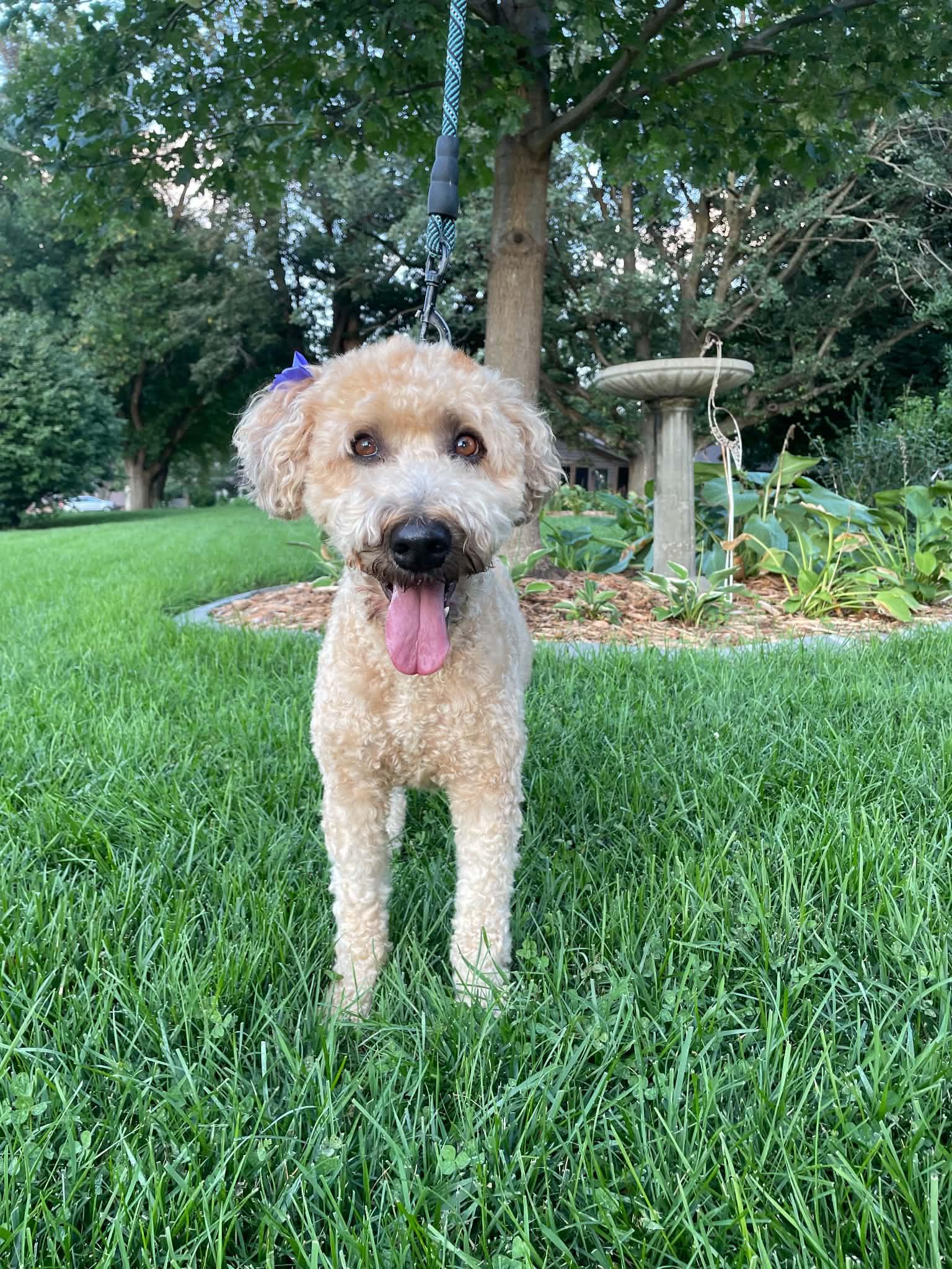 Enlarge Taffy, a Adopted Wheaten Terrier in Omaha, NE image 3/5