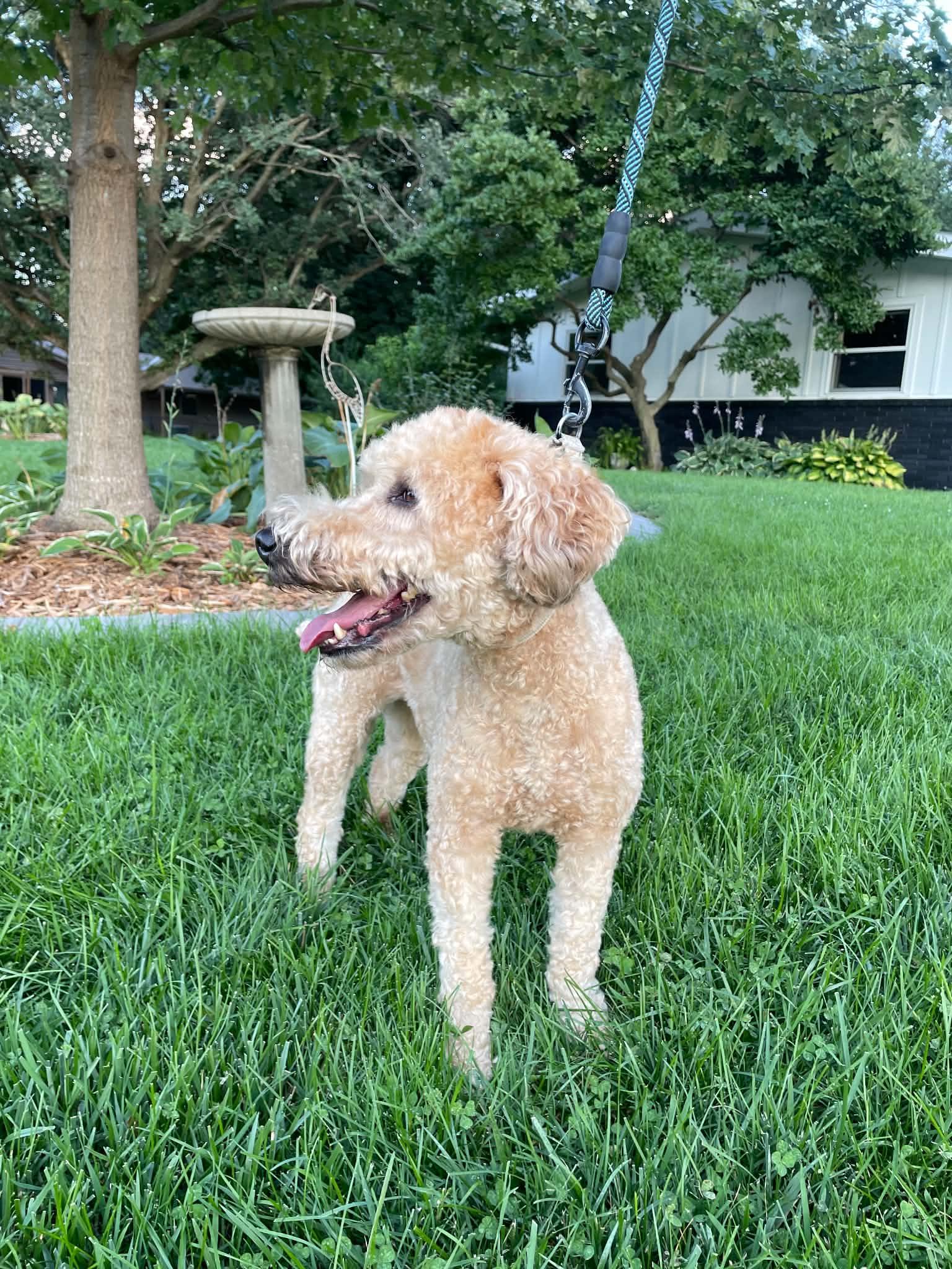Enlarge Taffy, a Adopted Wheaten Terrier in Omaha, NE image 4/5