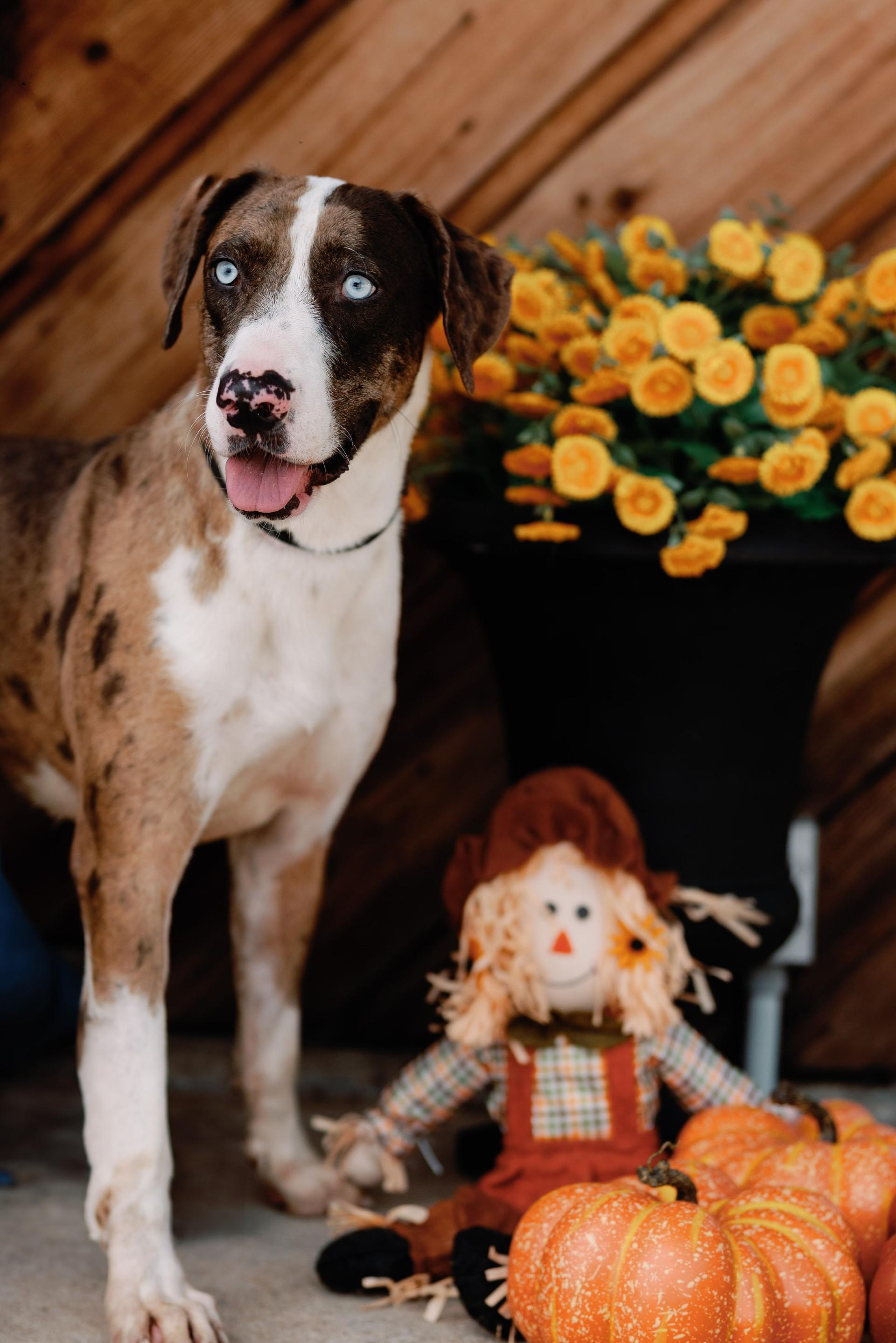 Enlarge Geni, a Adoptable mixed breed in Brattleboro, VT image 2/4