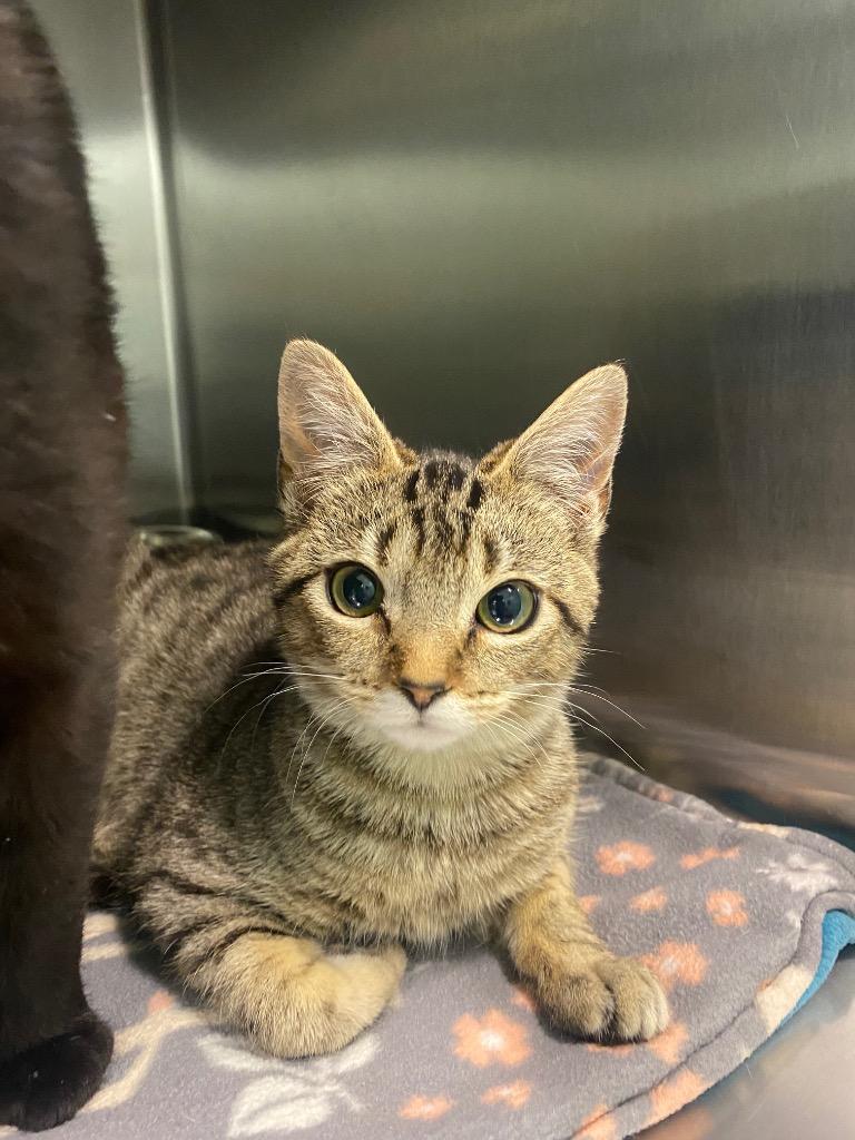 Maddison, Adoptable, Kitten Female Domestic Short Hair.