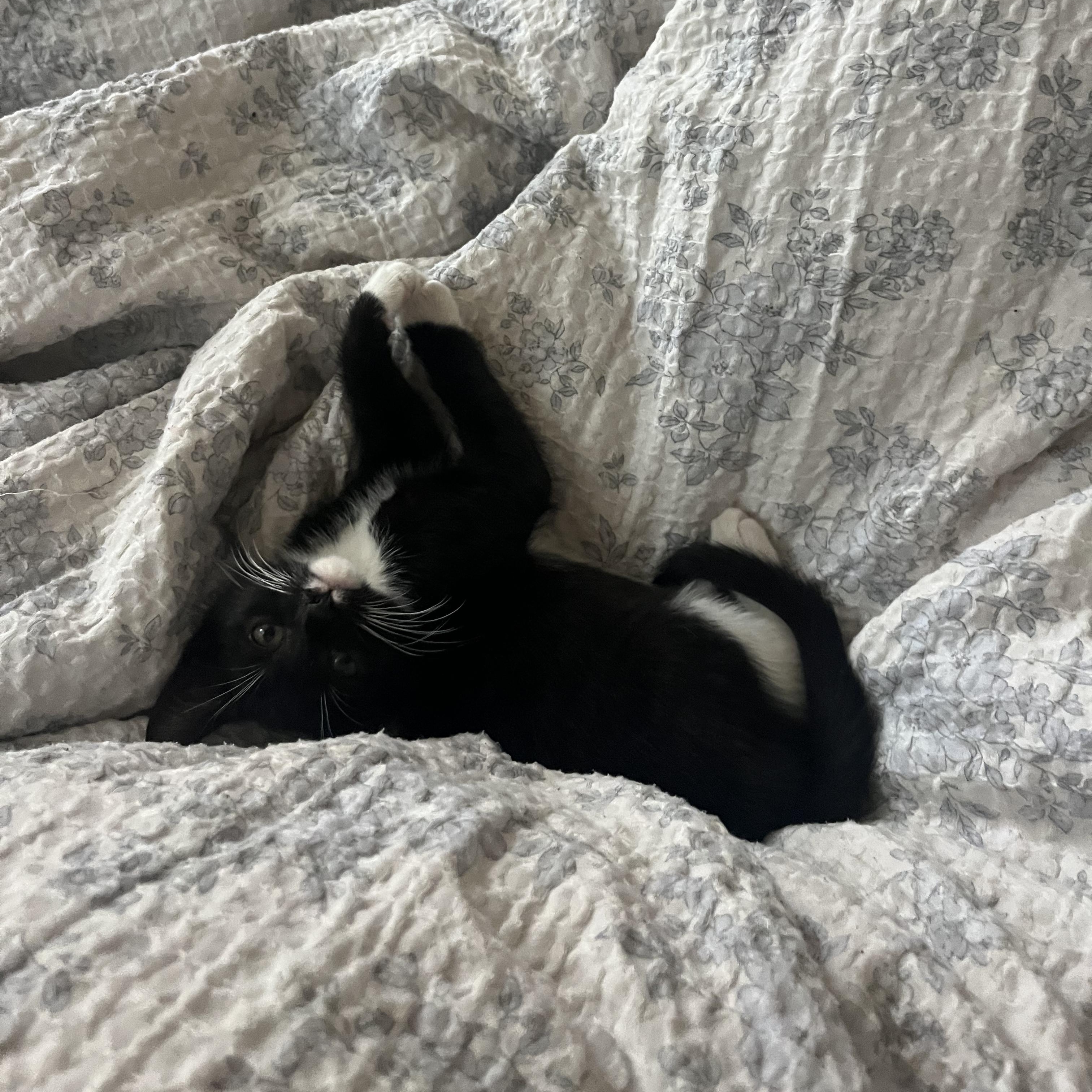 Enlarge Banshee + Bones (Bonded Pair!), a Adoptable mixed breed in Swannanoa, NC image 4/6