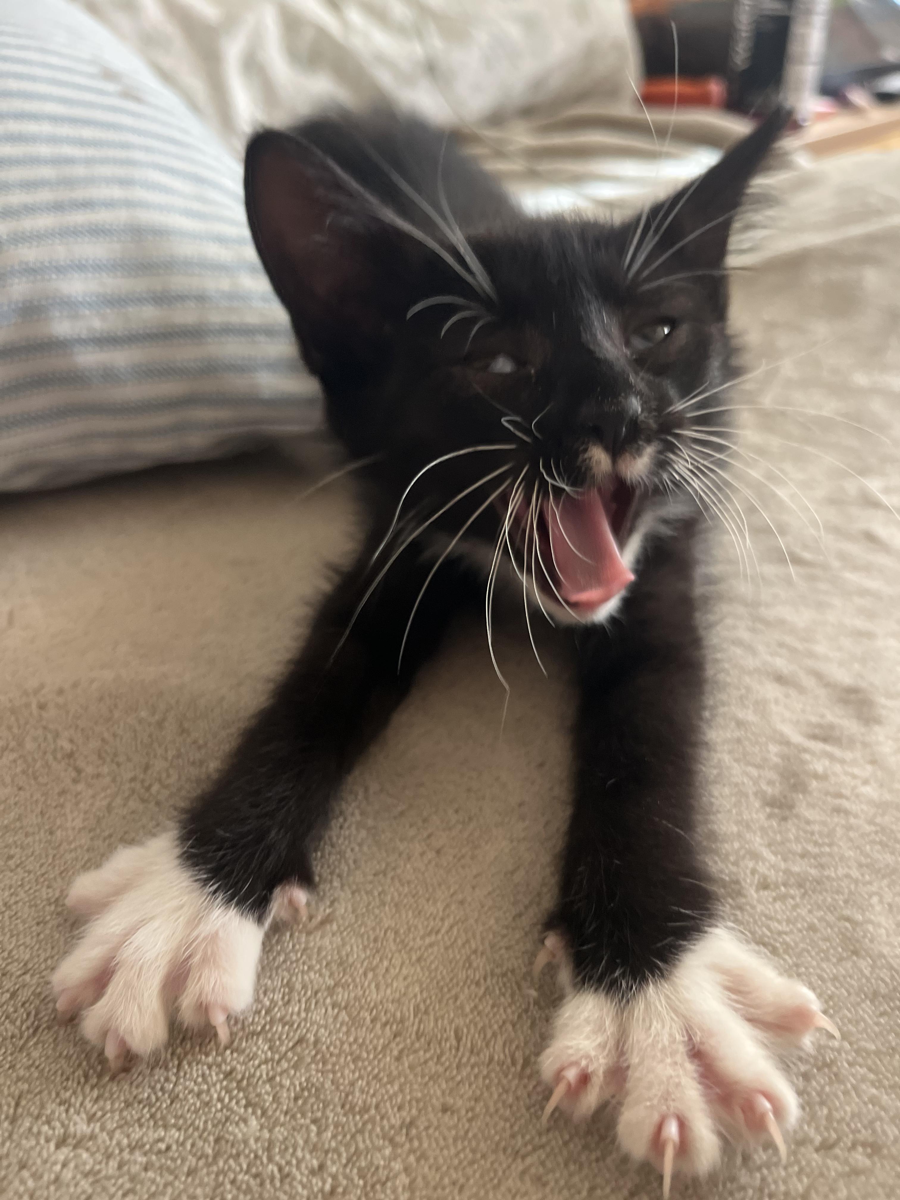 Enlarge Banshee + Bones (Bonded Pair!), a Adoptable mixed breed in Swannanoa, NC image 2/6