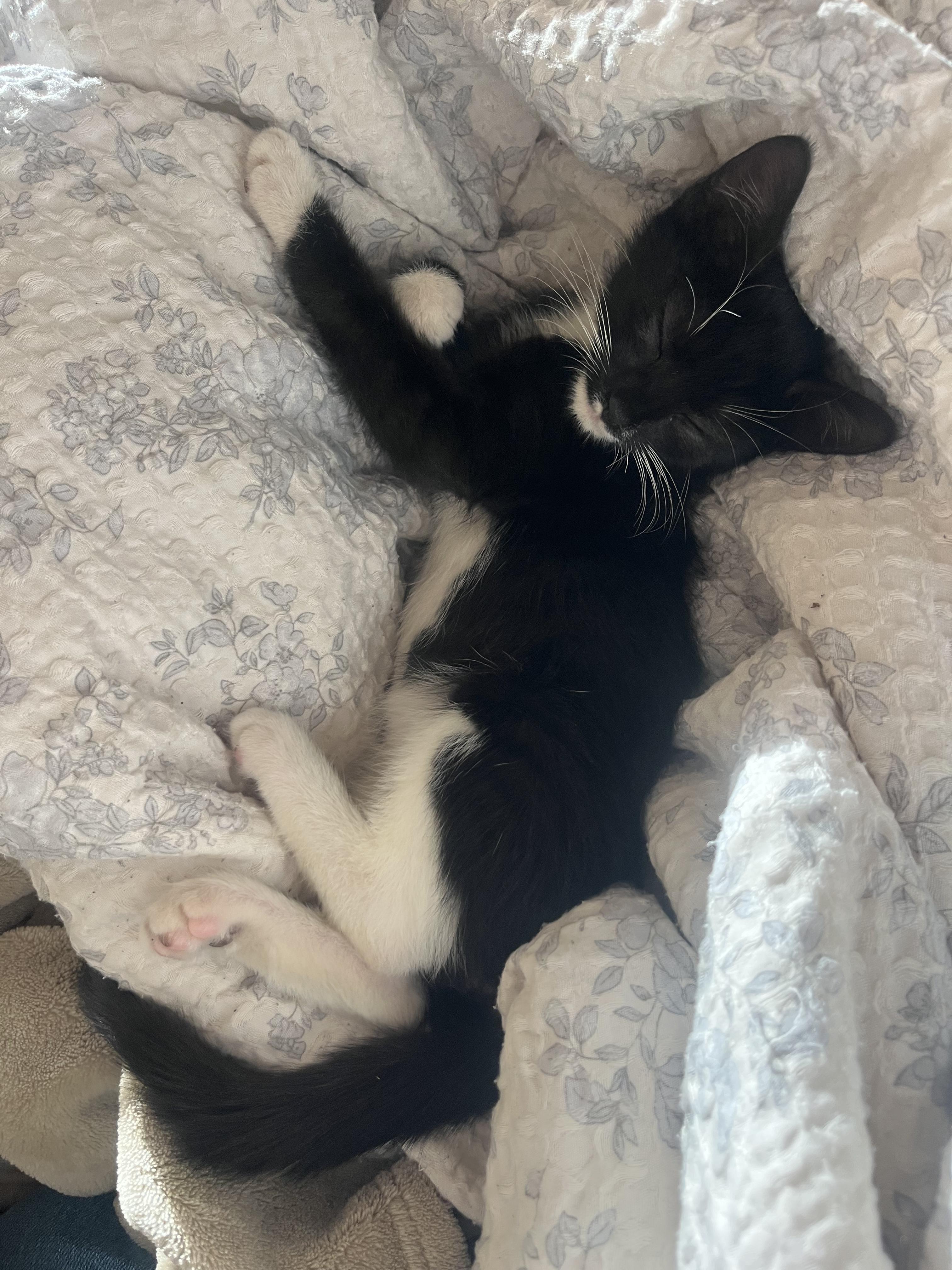 Enlarge Banshee + Bones (Bonded Pair!), a Adoptable mixed breed in Swannanoa, NC image 5/6