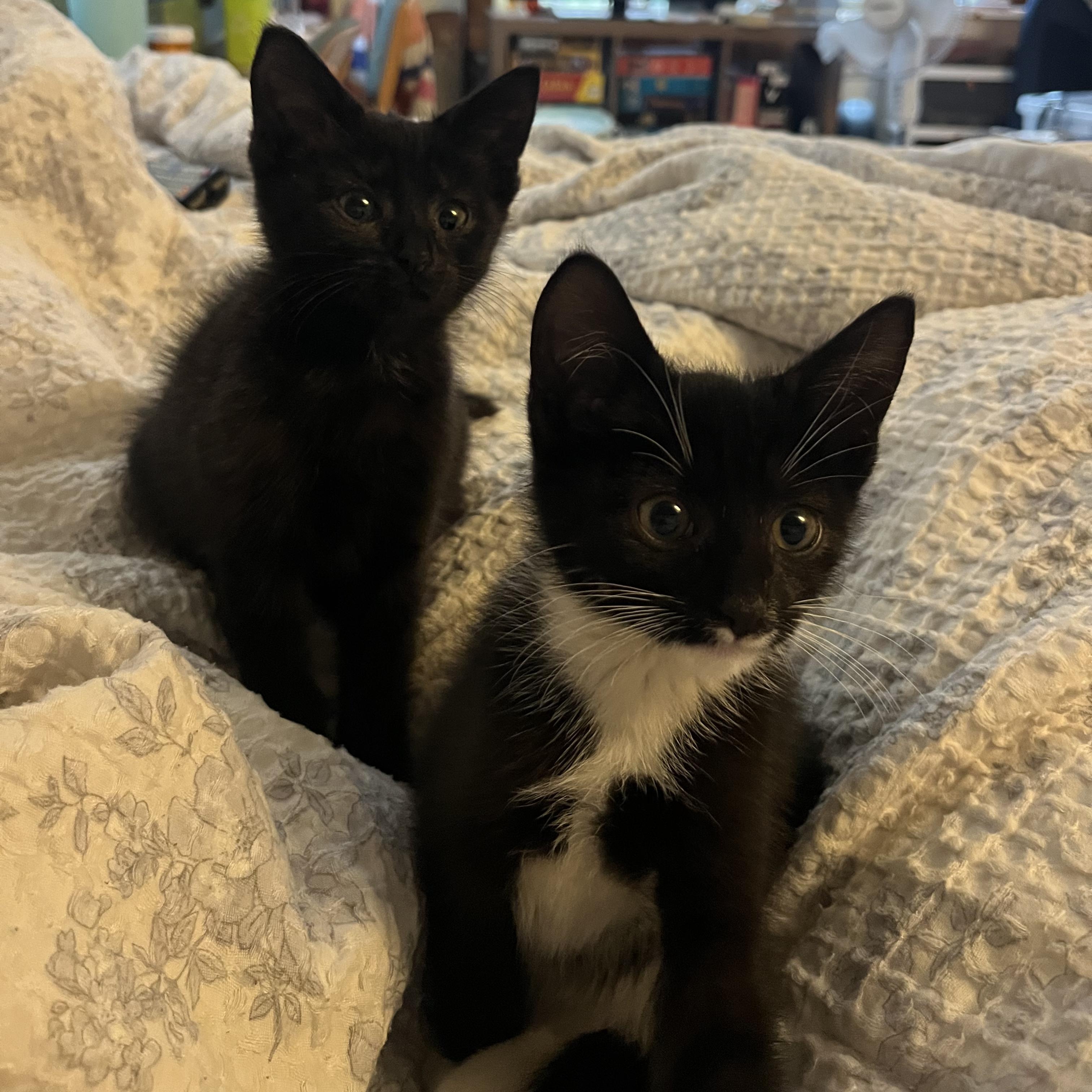 Enlarge Banshee + Bones (Bonded Pair!), a Adoptable mixed breed in Swannanoa, NC image 1/6