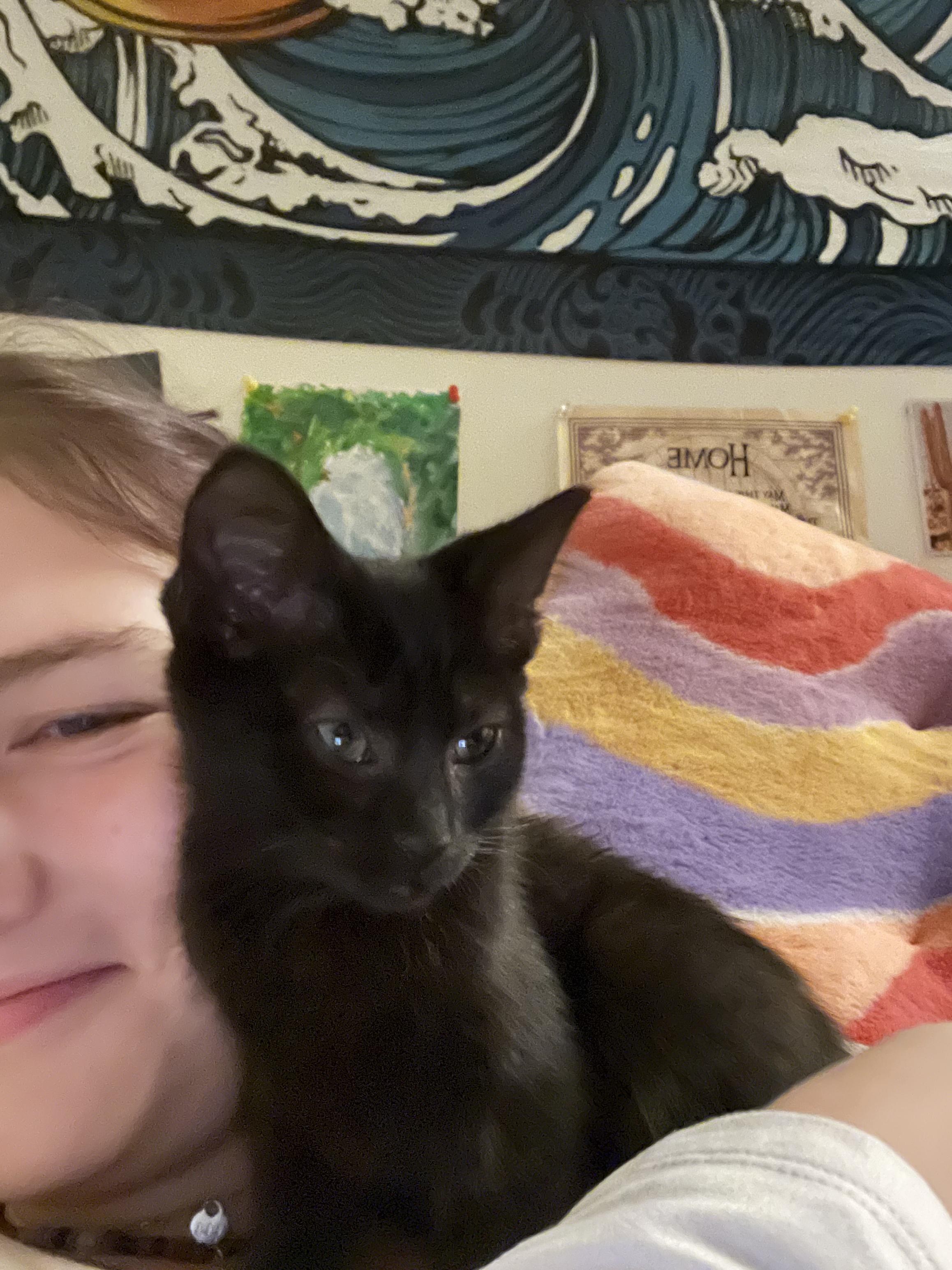 Enlarge Banshee + Bones (Bonded Pair!), a Adoptable mixed breed in Swannanoa, NC image 6/6