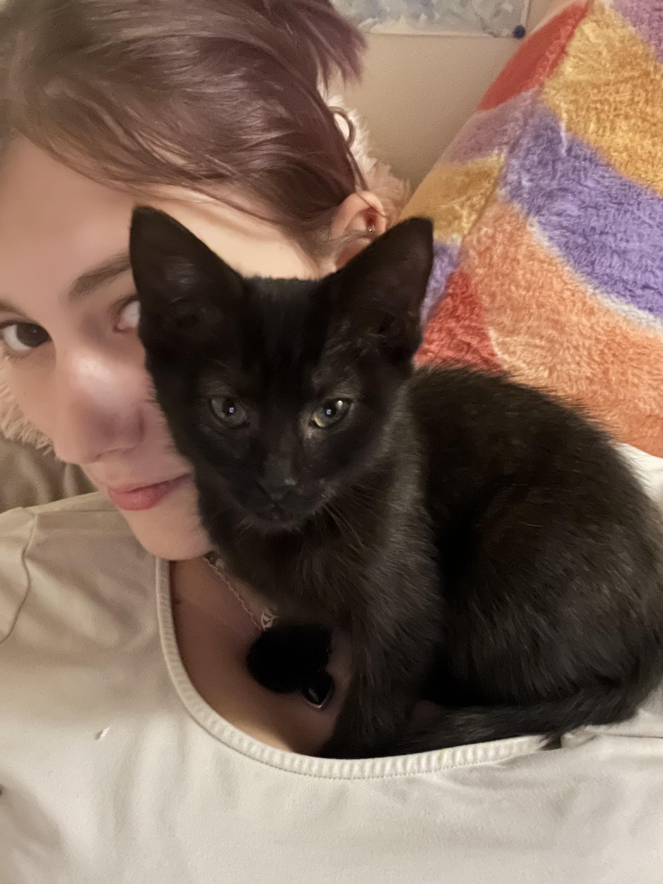 Enlarge Banshee + Bones (Bonded Pair!), a Adoptable mixed breed in Swannanoa, NC image 3/6