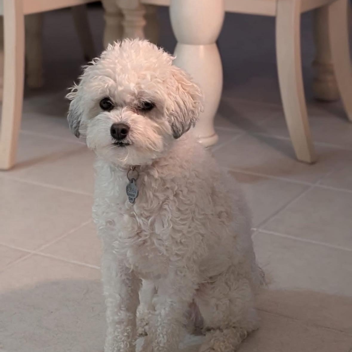 Louka, ADOPTABLE, Young Male Poodle & Yorkshire Terrier.