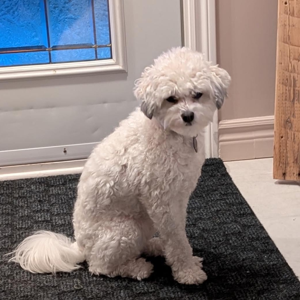 Enlarge Louka, a ADOPTABLE mixed breed in Barrie, ON image 2/2