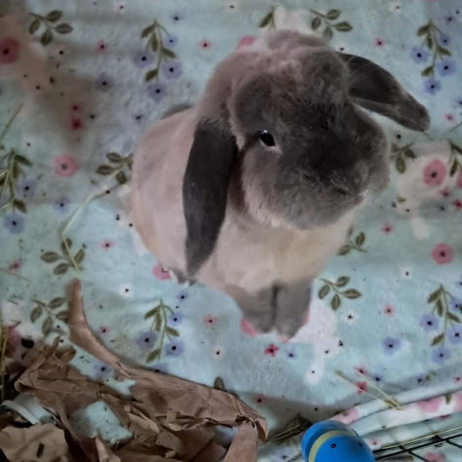 Enlarge Floppy Joe, aka "Joey", a ADOPTABLE Mini Lop in Huntsville, AL image 1/5