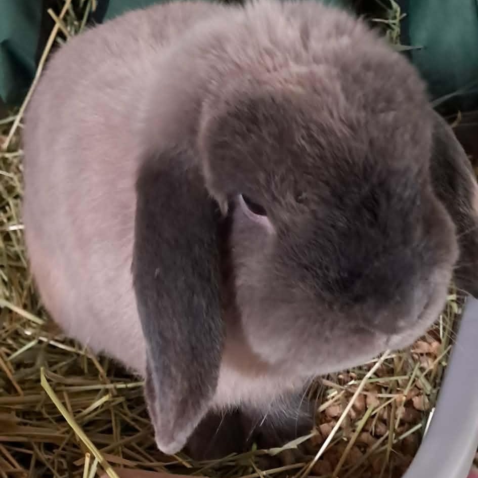 Enlarge Floppy Joe, aka "Joey", a ADOPTABLE Mini Lop in Huntsville, AL image 2/5