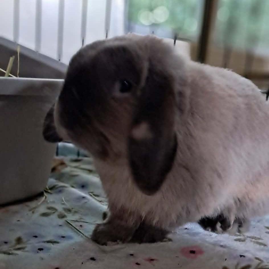 Enlarge Floppy Joe, aka "Joey", a ADOPTABLE Mini Lop in Huntsville, AL image 4/5