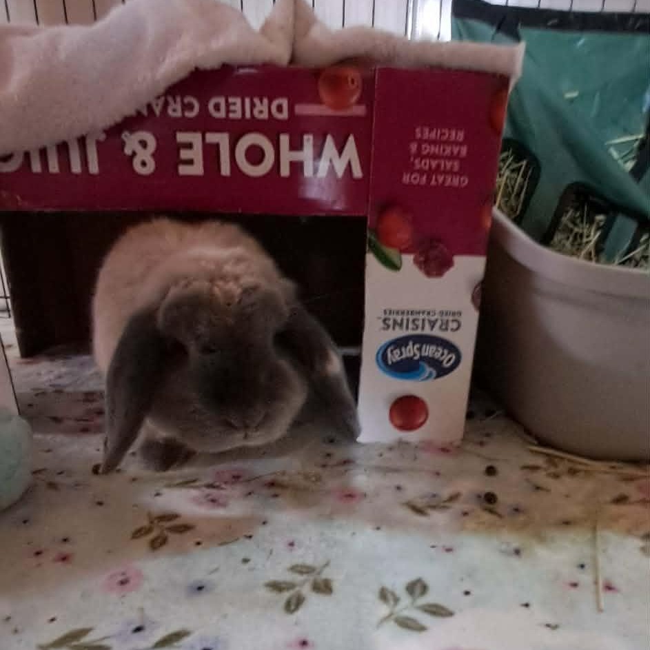 Enlarge Floppy Joe, aka "Joey", a ADOPTABLE Mini Lop in Huntsville, AL image 3/5