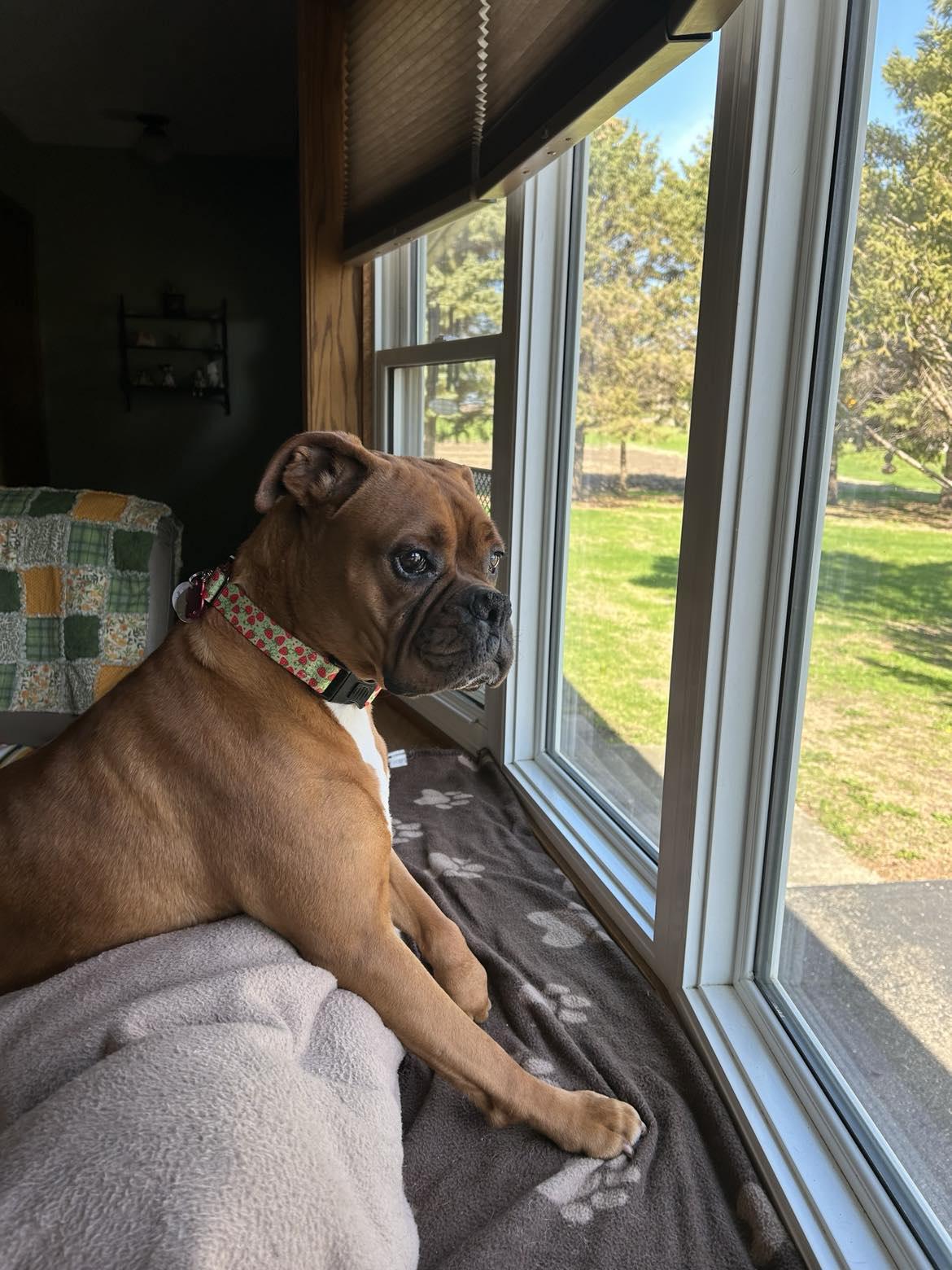 Sable, Adopted, Adult Female Boxer.