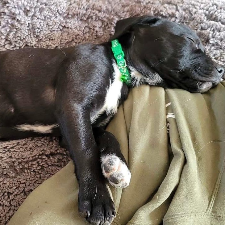 Enlarge Beanie, a ADOPTABLE Mixed Breed in Swan, IA image 3/5