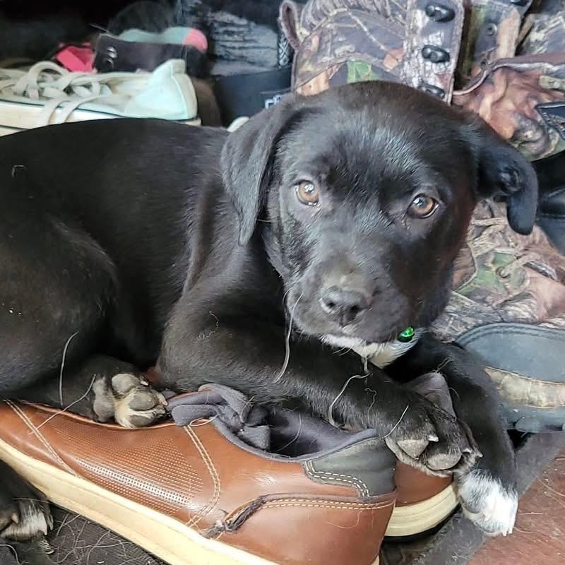 Beanie, ADOPTABLE, Puppy Female Mixed Breed.