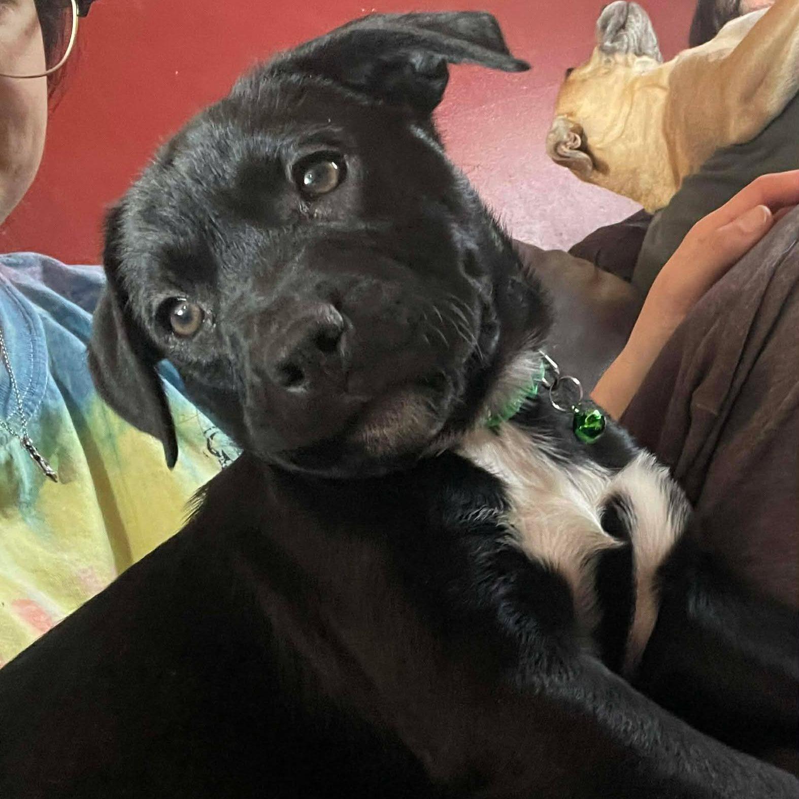 Enlarge Beanie, a ADOPTABLE Mixed Breed in Swan, IA image 2/5