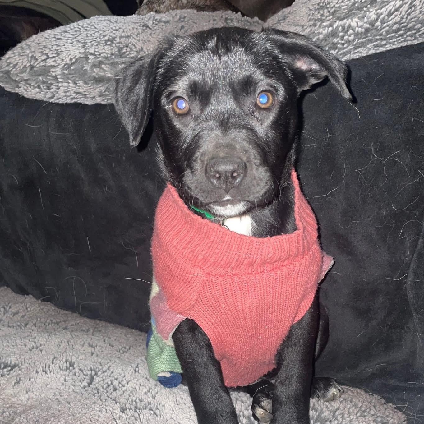 Enlarge Beanie, a ADOPTABLE Mixed Breed in Swan, IA image 5/5