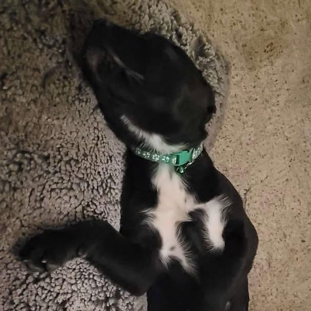 Enlarge Beanie, a ADOPTABLE Mixed Breed in Swan, IA image 4/5