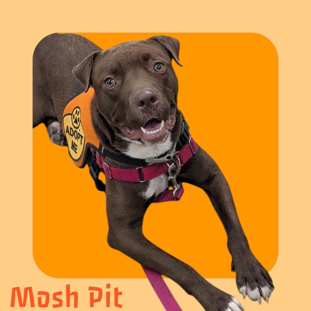 Mosh Pit