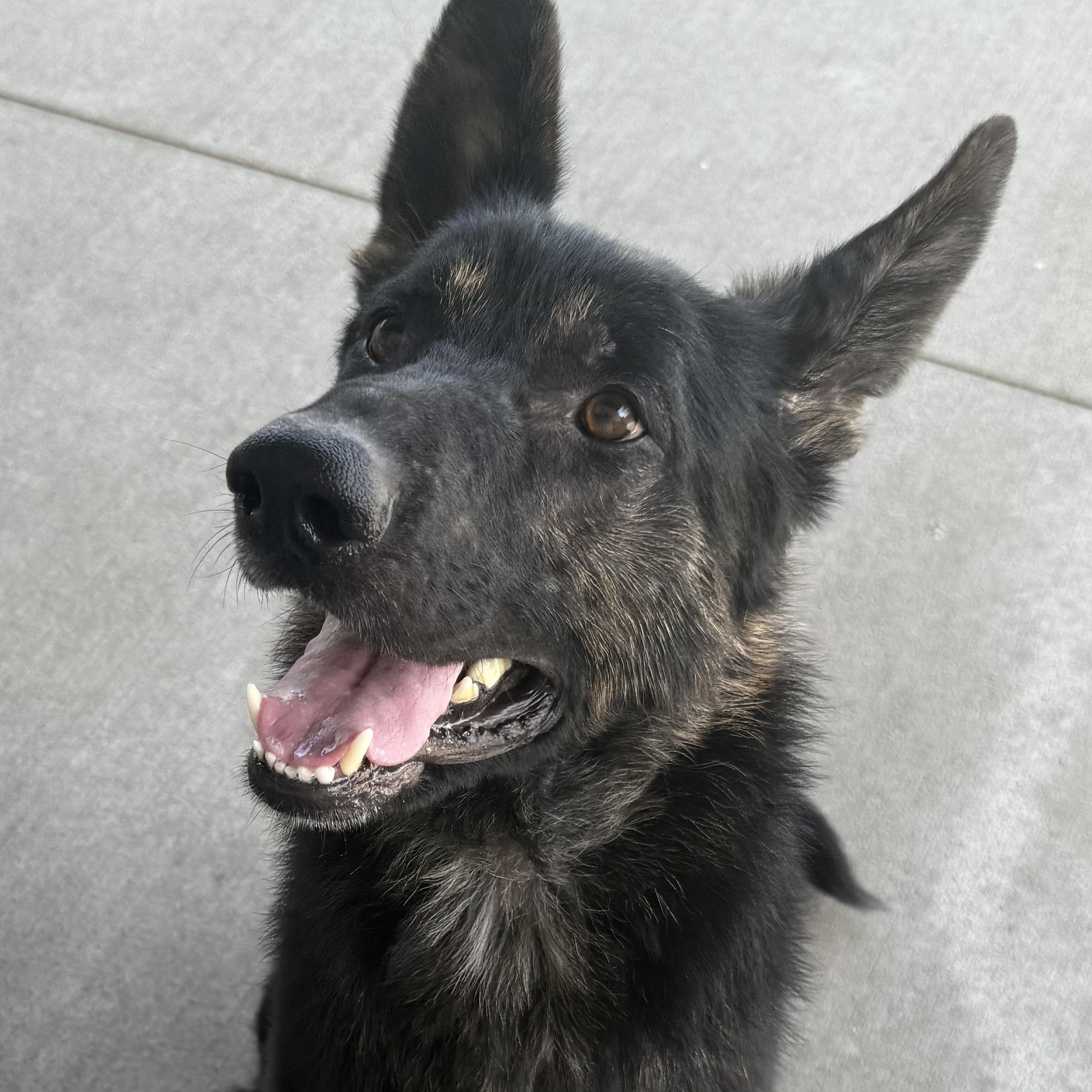 Shep, a Adopted mixed breed in Mooresville, IN image 2/6