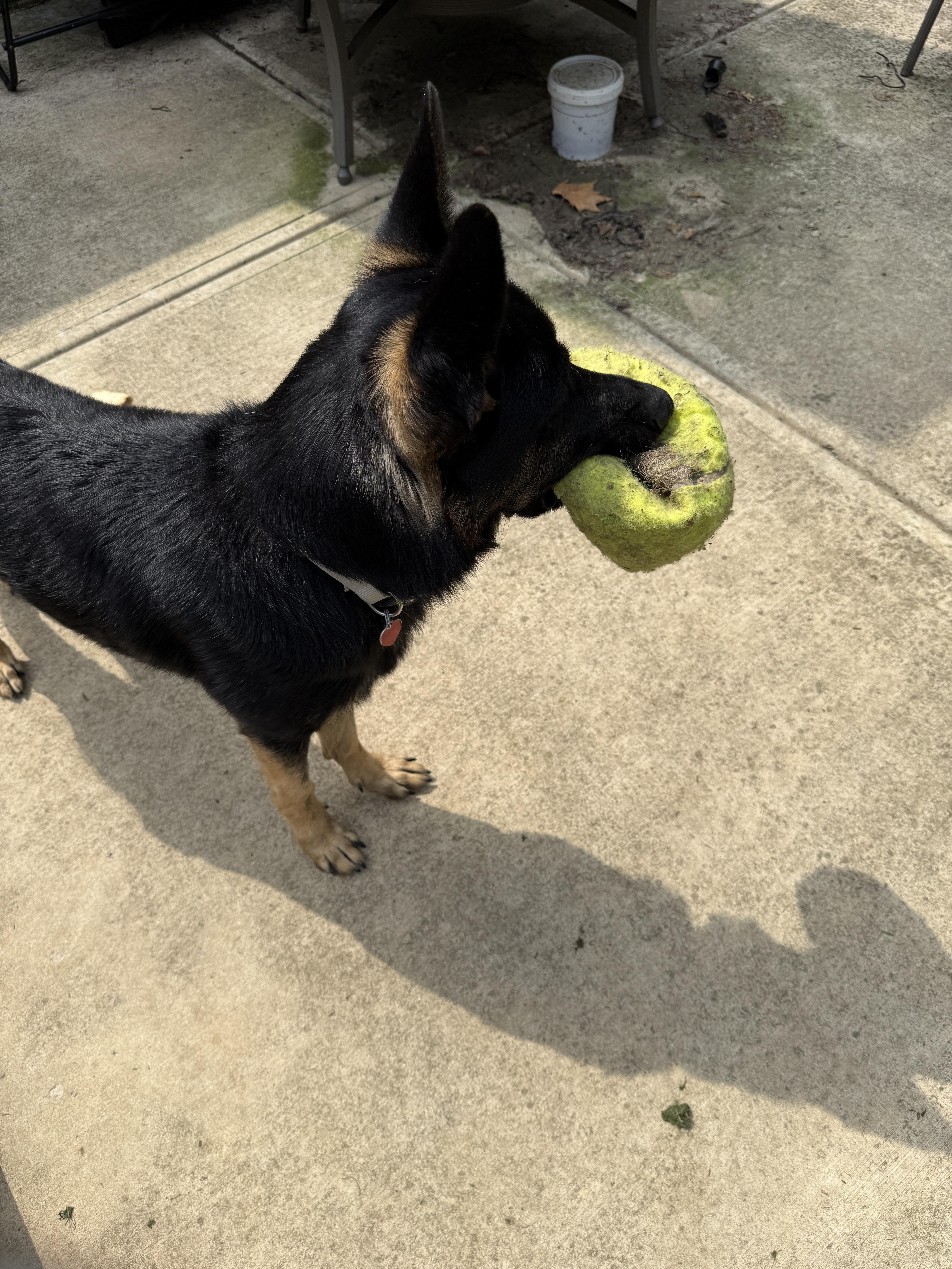 Shep, a Adopted mixed breed in Mooresville, IN image 3/6