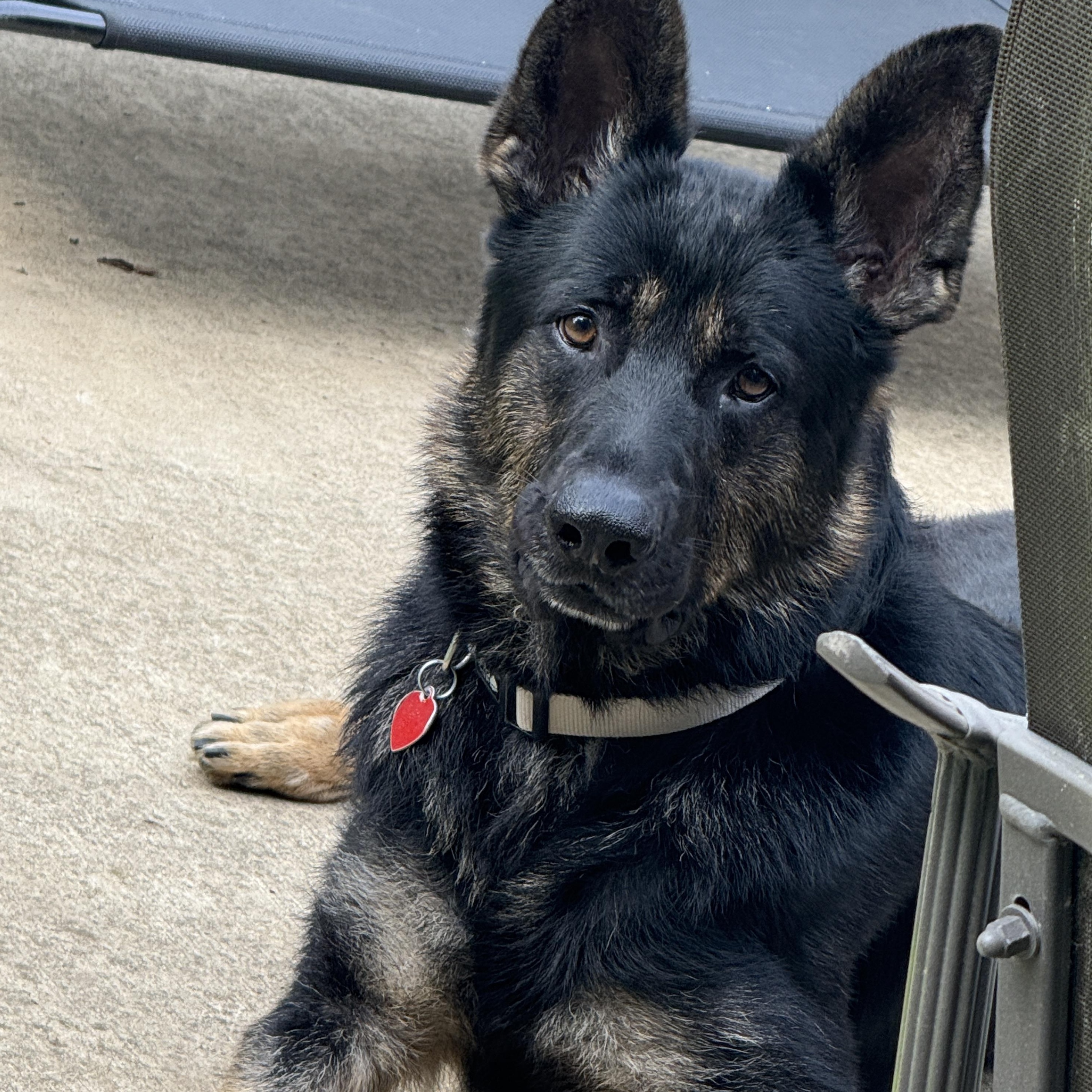 Shep, a Adopted mixed breed in Mooresville, IN image 1/6