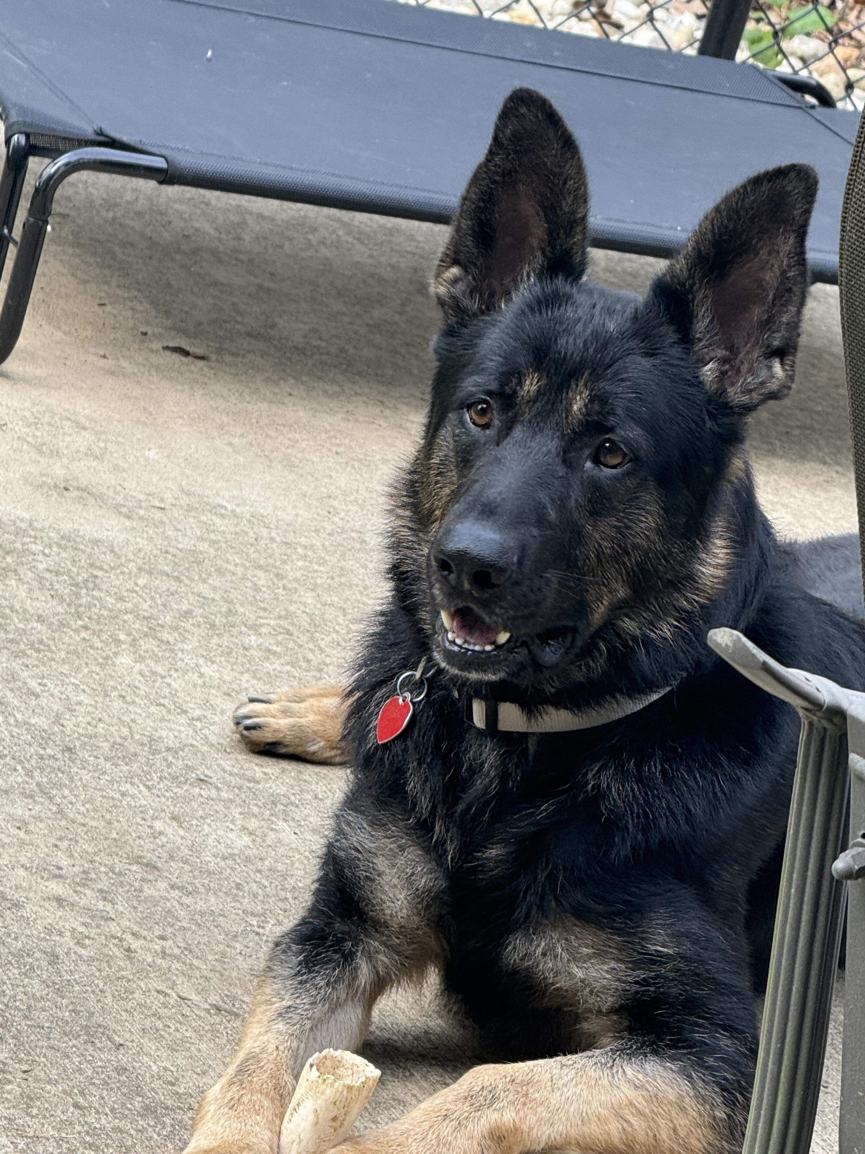 Shep, a Adopted mixed breed in Mooresville, IN image 4/6