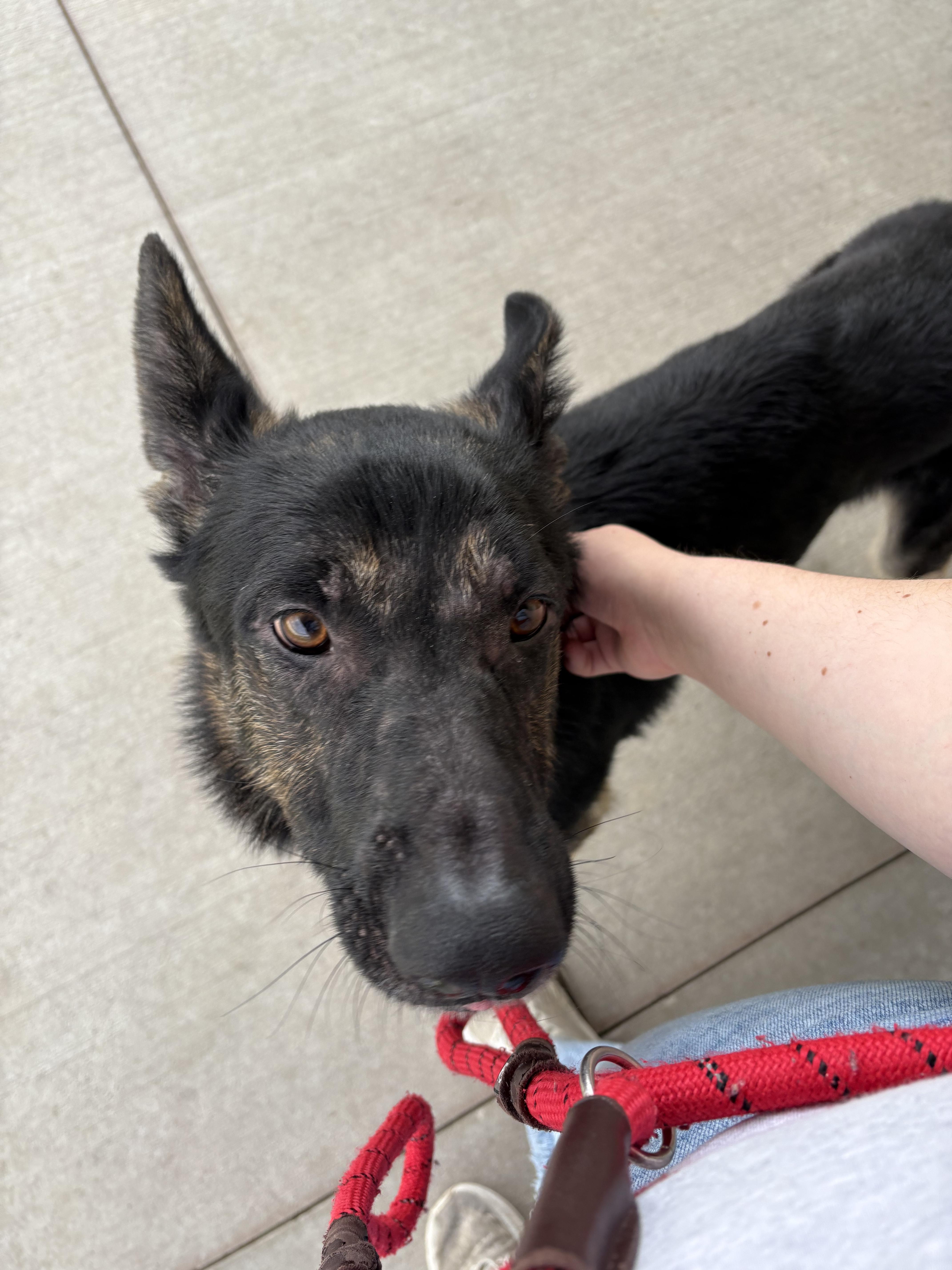 Shep, a Adopted mixed breed in Mooresville, IN image 5/6