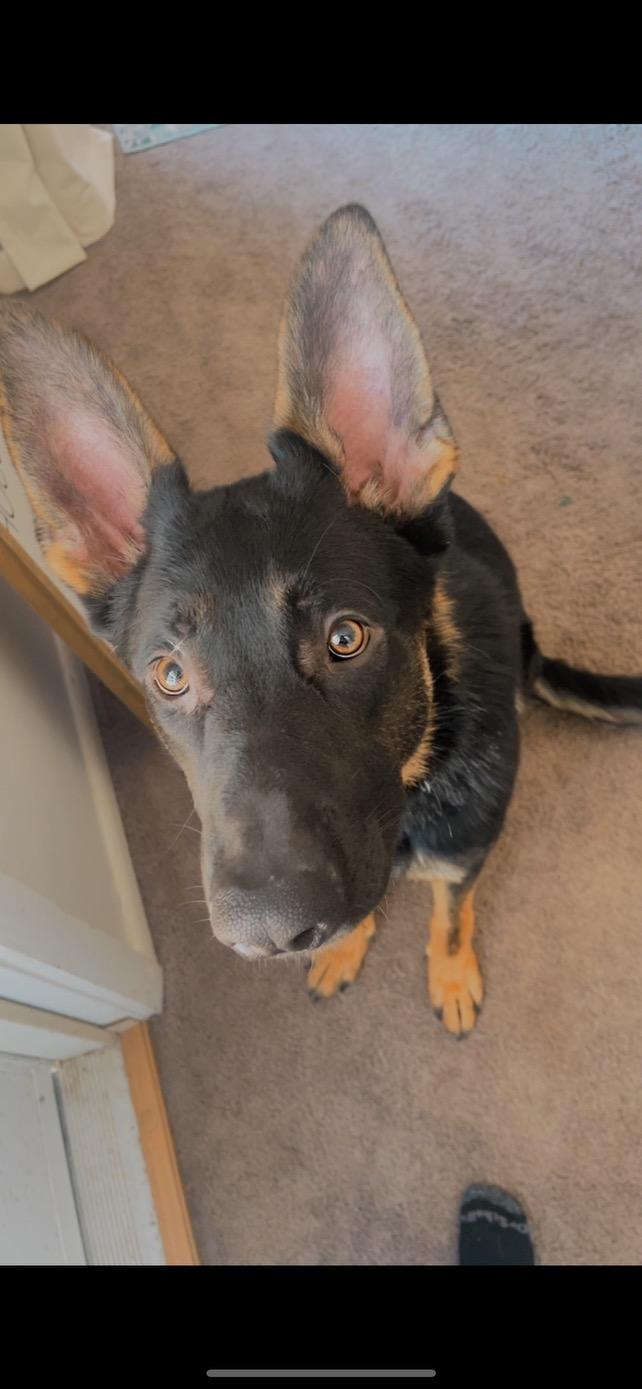 Shep, a Adopted mixed breed in Mooresville, IN image 6/6