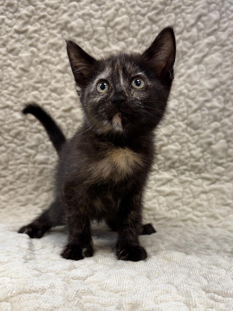 Missy, Adoptable, Kitten Female Domestic Short Hair.