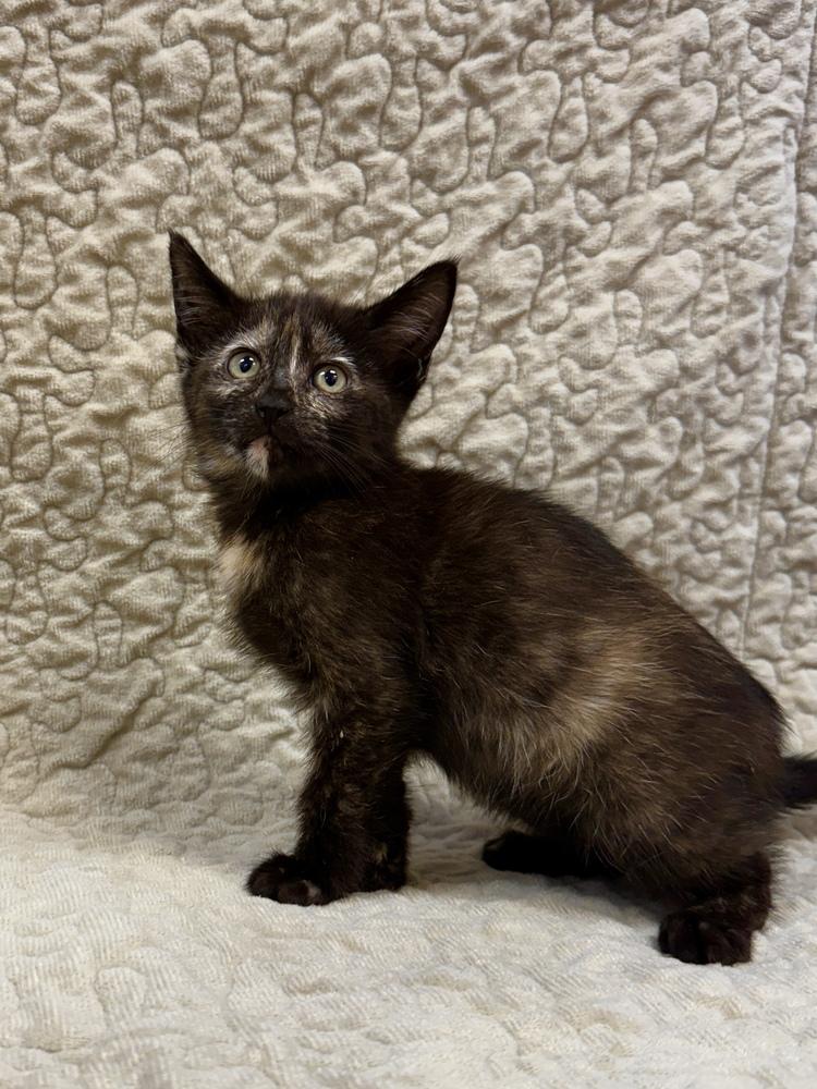 Enlarge Missy, a Adoptable Domestic Short Hair in Mira Loma, CA image 2/3