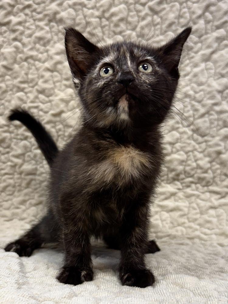 Enlarge Missy, a Adoptable Domestic Short Hair in Mira Loma, CA image 3/3