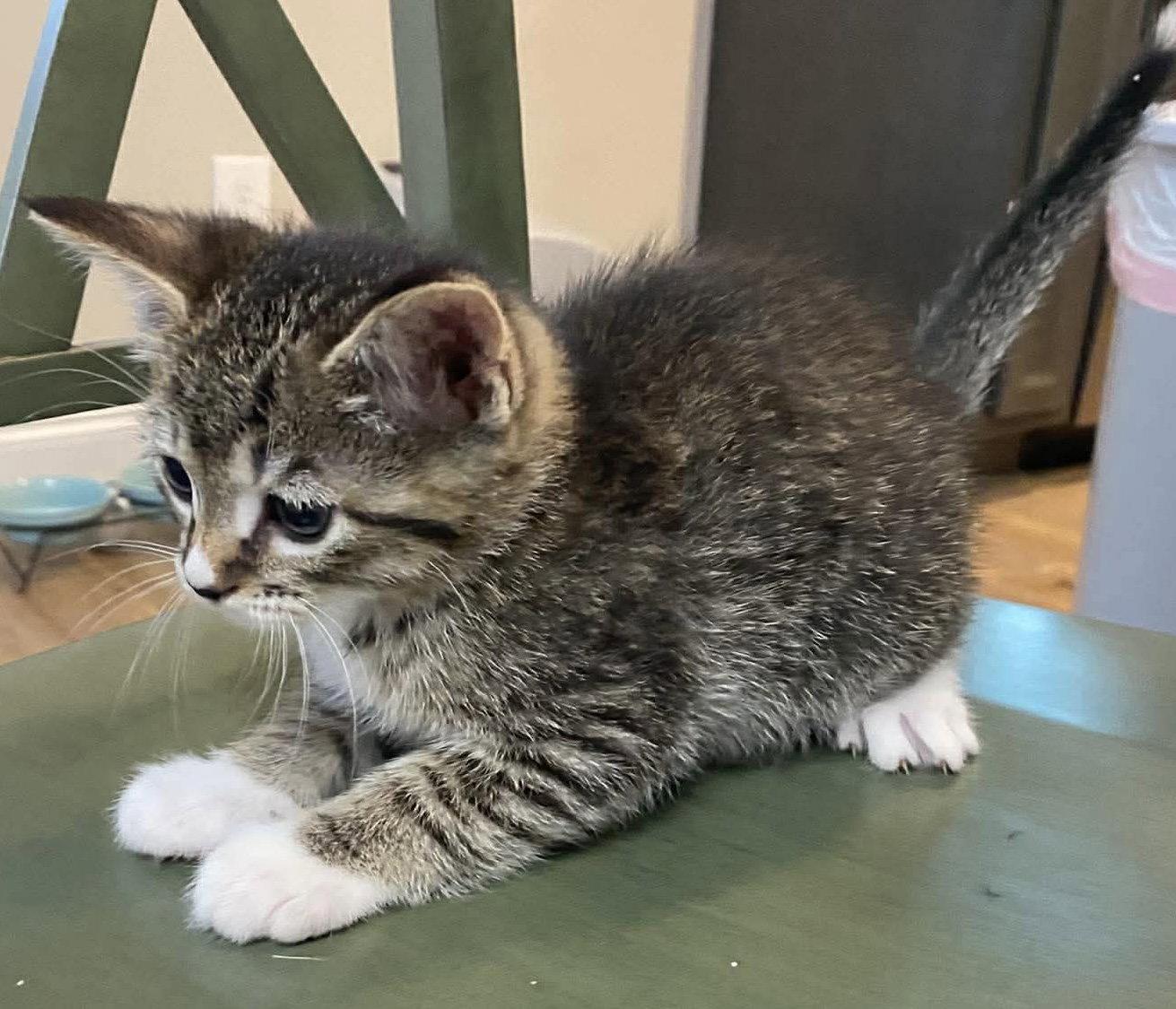 Enlarge Carter, a Adopted Domestic Short Hair in Oakboro , NC image 1/3