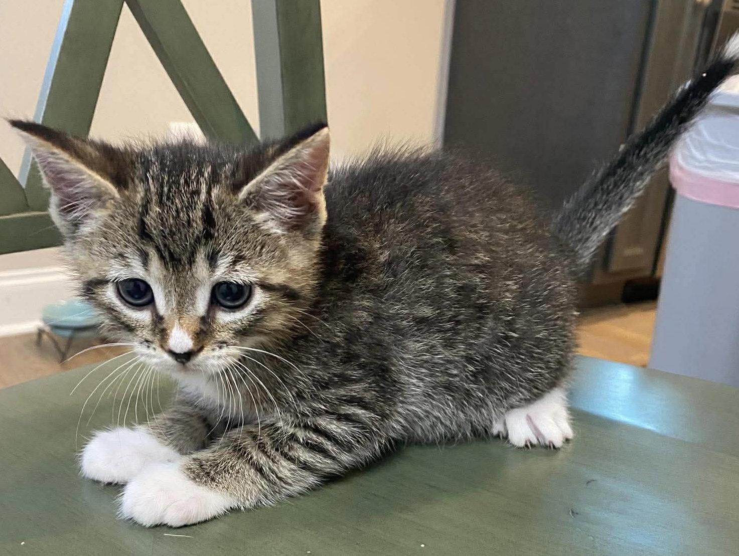 Enlarge Carter, a Adopted Domestic Short Hair in Oakboro , NC image 2/3