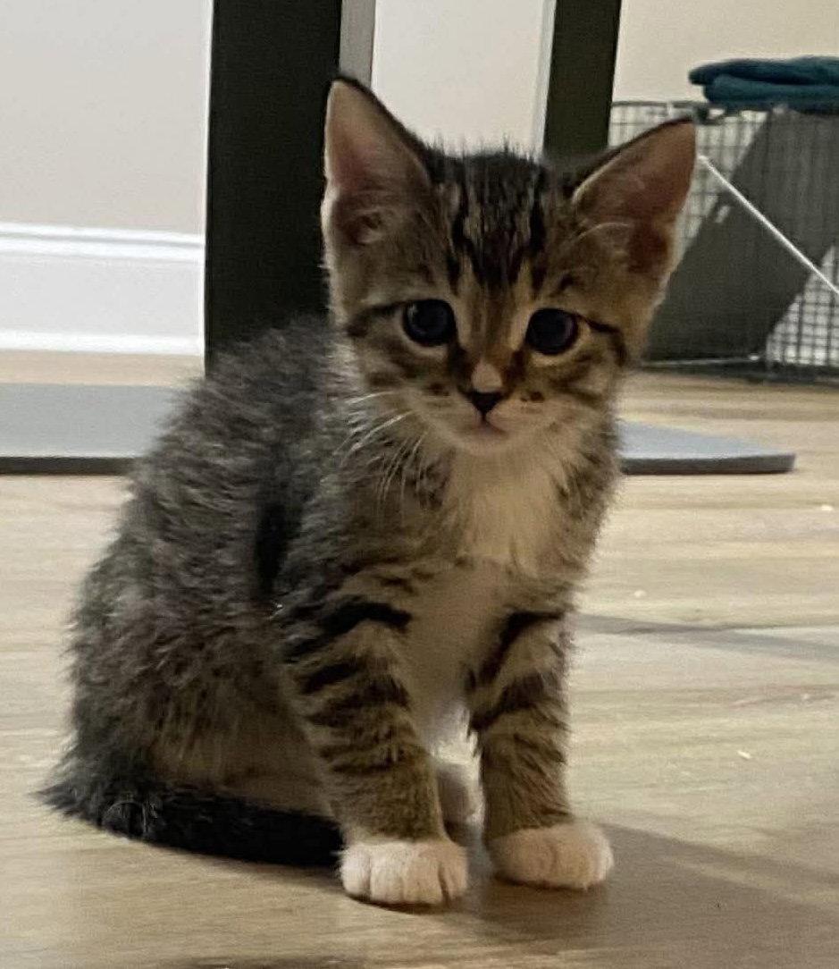 Enlarge Carter, a Adopted Domestic Short Hair in Oakboro , NC image 3/3