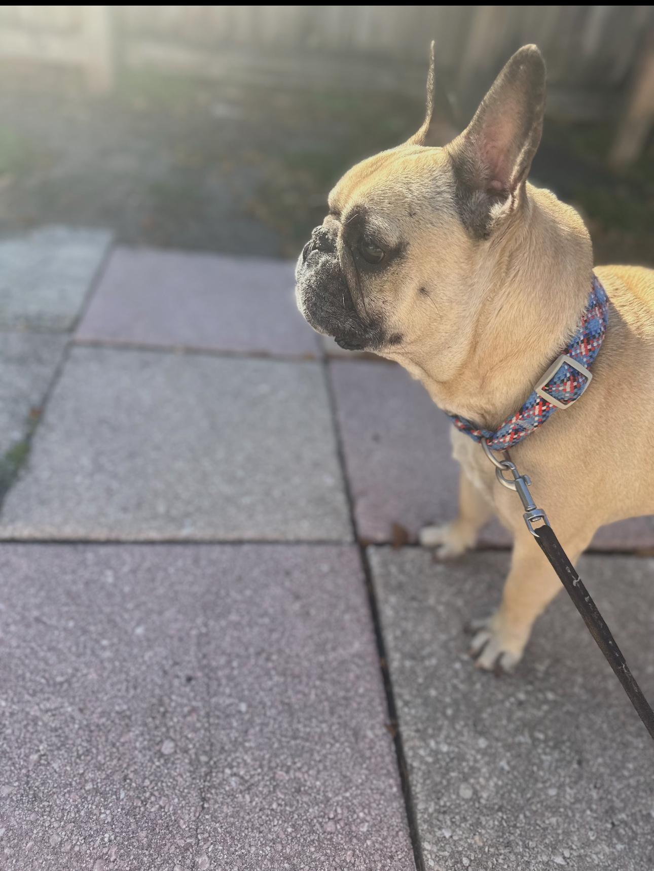 Enlarge Louie, a Adopted French Bulldog in Palm Coast, FL image 1/3