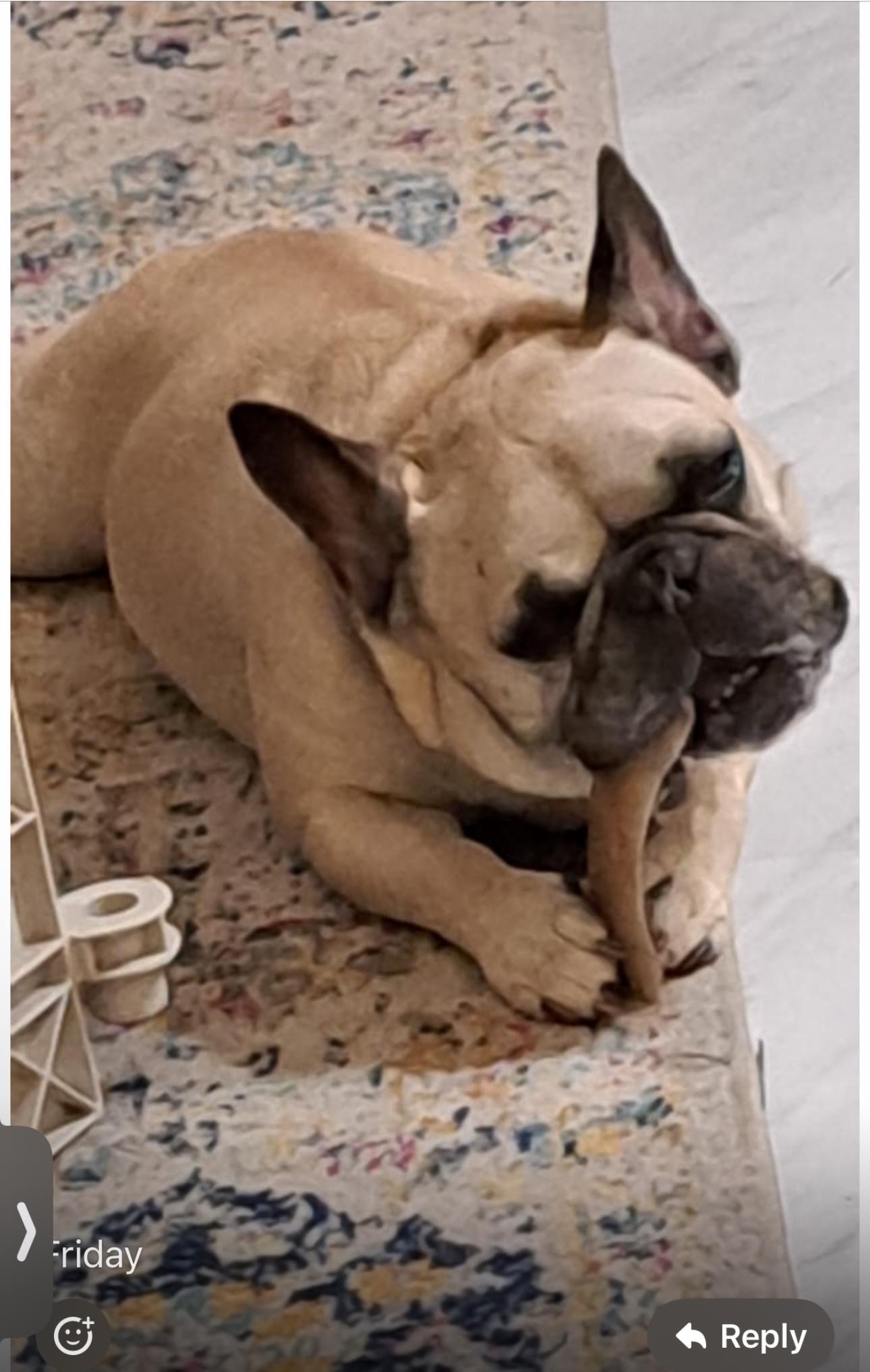 Enlarge Louie, a Adopted French Bulldog in Palm Coast, FL image 2/3