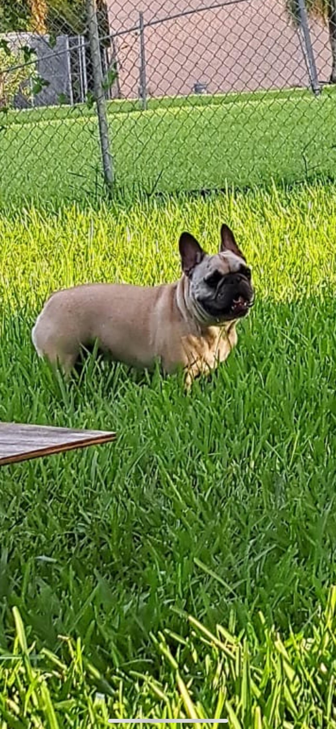 Enlarge Louie, a Adopted French Bulldog in Palm Coast, FL image 3/3