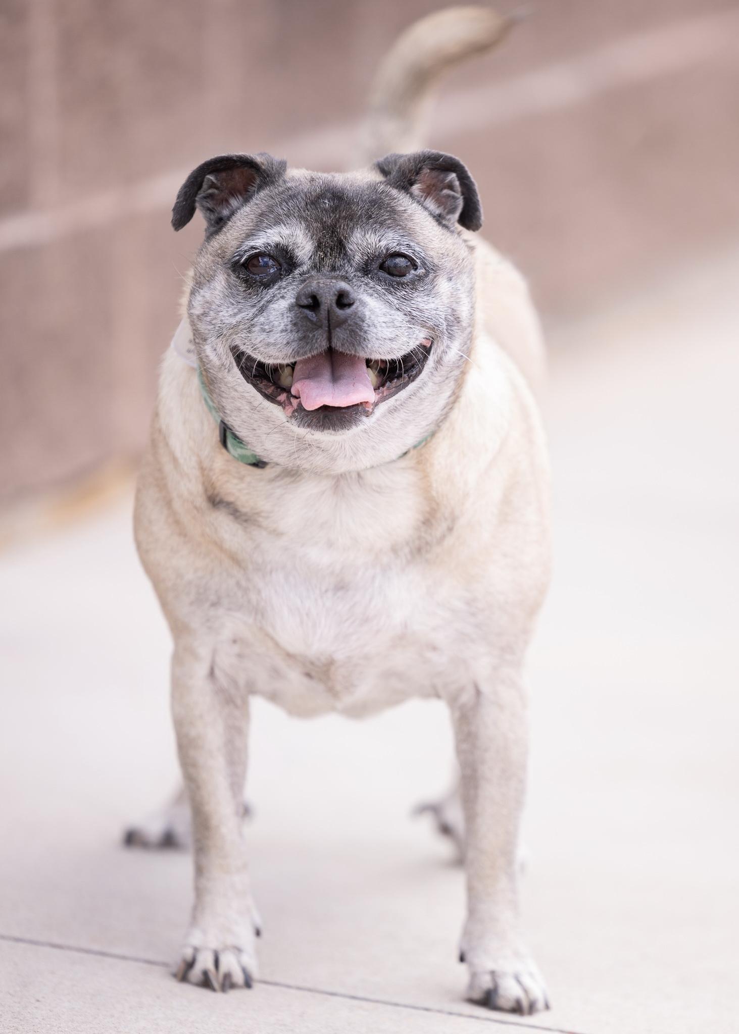 TOOTSIE, adopted, Senior Female Pug.