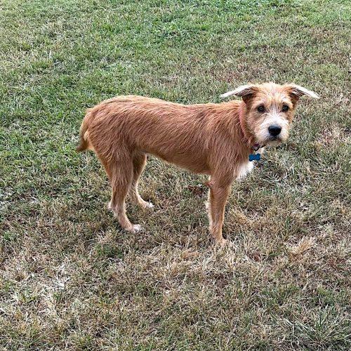 Enlarge Maisie, a Adoptable Terrier in Memphis, TN image 1/5