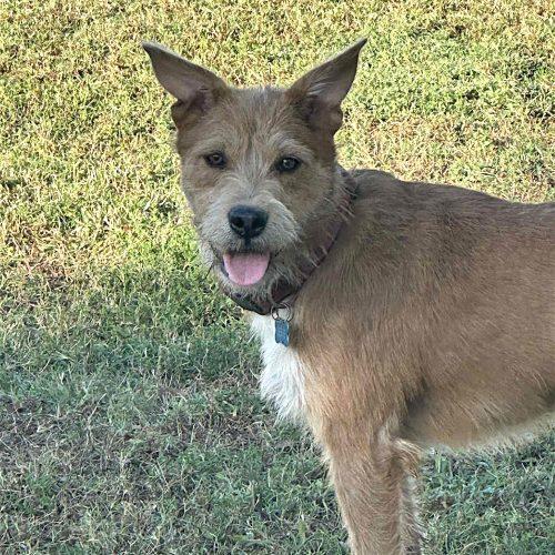 Enlarge Maisie, a Adoptable Terrier in Memphis, TN image 2/5