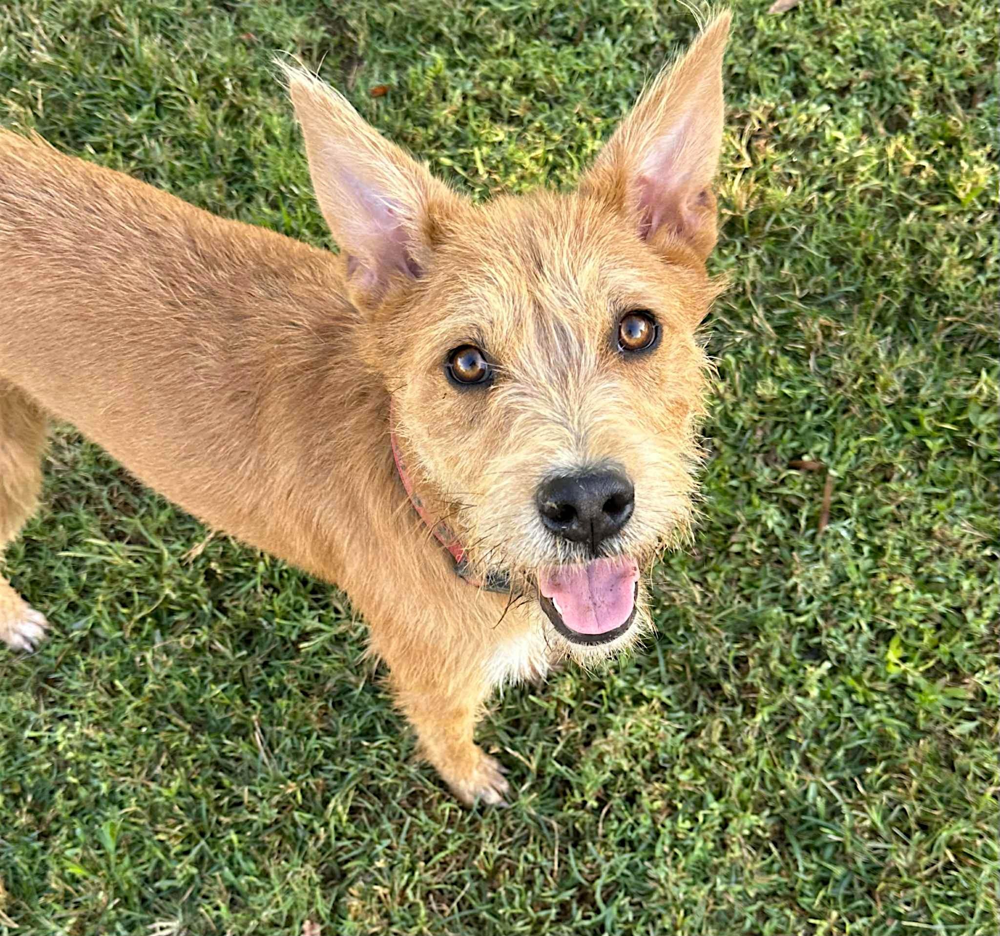 Enlarge Maisie, a Adoptable Terrier in Memphis, TN image 3/6