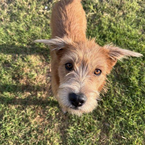 Enlarge Maisie, a Adoptable Terrier in Memphis, TN image 3/5