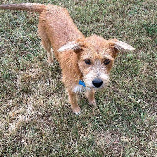 Enlarge Maisie, a Adoptable Terrier in Memphis, TN image 4/5